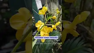 Anggrek vanda makara kuning kondisi berbunga cantik, harga ampyun murahnya 082245028050