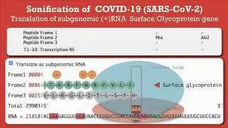 Sonification of coronavirus Surface Glycoprotein