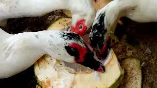 duck asmr | FARMING