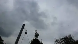 FLYING ANT DAY PART 2
