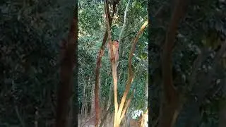 The monkey Angkor clamp the tree at the East Angkorwat