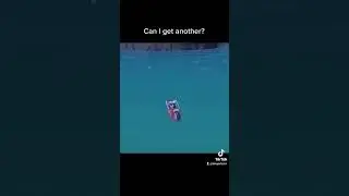 Just looking for Dolphins....
