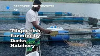 Discover the ultimate tilapia fish farming practices with Decks Hatchery