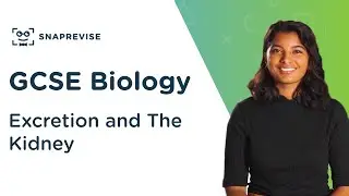 Excretion and The Kidney | 9-1 GCSE Science Biology | OCR, AQA, Edexcel