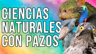 CIENCIAS NATURALES con PAZOS. Hoy, EL PÁJARO MAMADO