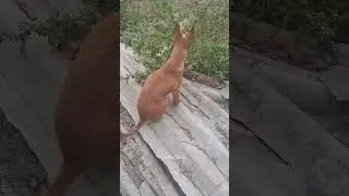 Enjoy Adventurous Puffy's Video 🐶🐕 #nature #beauty #cute #puppies #doglover #dogs #puppy #puffy#sky 