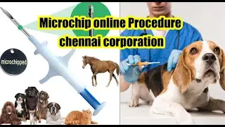 Dog microchip and PET LICENSE online Procedure | Chennai corporation
