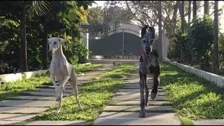 Greatdane Chasing Mudhol Hound. High speed