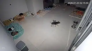Security Cam Video of Last Night! The Dogs Were Partying - Takis Shelter