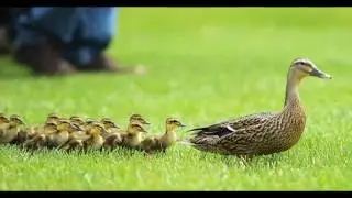 Five Facts About Ducks!