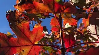 Can the Autumn Blaze Maple Tree Live up to it's Name?