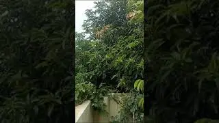 SRIMA TERRACE GARDEN | Fruits Vegetables & Flowers