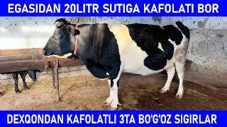 ДЕҲҚОНДАН 10, 15, 20 ЛИТРГА КАФОЛАТЛИ 3ТА БЎҒОЗ СИГИРЛАР! 10.01.2026