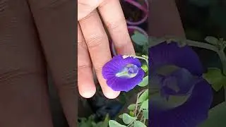 Best flower ever. #nature