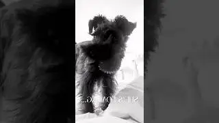 Buffering&hellip; buffering&hellip; then GO. 🐾🎾#FetchMode #DogHumor #MinischnauzerLife #FunnyPets