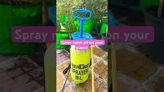 Spray for my terrace garden #thegreenparadise2024 #gardening #terracegardenindia #garden