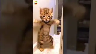Billi￼ na dance Kia ￼😍😂 #ajaypoper #realfools #abcvlogs #shortvideo @abcvlogs9627