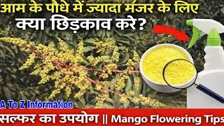 आम के पौधे में ज्यादा मंजर के लिए क्या छिड़काव करें|| सल्फर का उपयोग || Mango Flowering Tips.