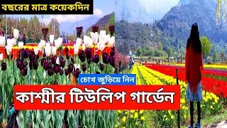Kashmir Tulip Festival Time | Kashmir Tulip Garden | Srinagar Dal Lake