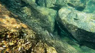 Swimming With Cichlids - Asprotilapia leptura - Kalala Island