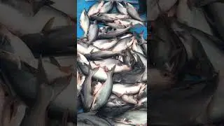 Sampling #music #trending #fish #fishing #explore #love #youtubeshorts #youtube #seafood #india #art