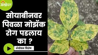 Yellow Mosaic : सोयाबीनवर पिवळा मोझॅक रोगाचं नियंत्रण कसं कराल ? |Agrowon | ॲग्रोवन