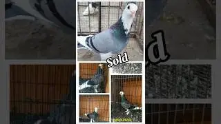 blantong megan ekor putih #pecintamerpati #merpati #merpatibagus #merpatiku #birds