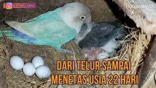 PERKEMBANGAN ANAKAN LOVEBIRD DARI TELUR SAMPAI MENETAS USIA 22 HARI
