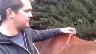 Saddle fitting pt6 (bridging - what this actually means)