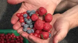 Organic Berry Harvest: The Graham Academy School Garden | Bear Creek Organics - Edible Landscape