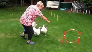 Three Chickens Attempt Agility Course