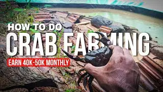 खेकडा पालन का पुरा सेटअप हो गया | Finally Crab Farm Is Ready #crabfarming #खेकडापालन #khekdapalan 