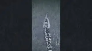 За Айл Эврима. Приручение стеги! 