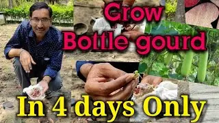 Nursery Secret of Growing Bottle gourd in 4 days Only