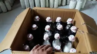 PERSIAPAN PENGIRIMAN BIBIT JAMUR F1 KE SERANG BANTEN