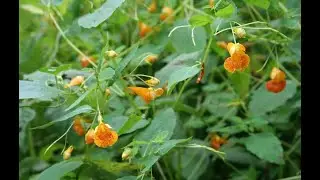 Blooming in Bloomington: Common Jewelweed