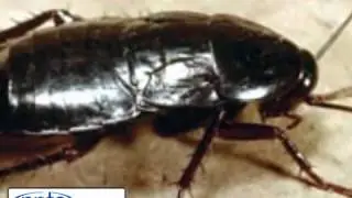 Pest & Vermin Control Services - 5 Star Pest Control