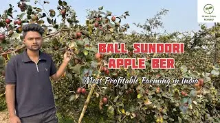 Ball Sundori Apple Ber Ka Commercial ￼Farming / Most Profitable Farming In India / original plants ￼