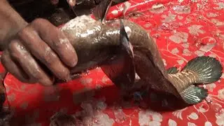 Amazing Sola fish Cutting In Bangladesh Fish Market   Snakehead Fish Cutting Skills