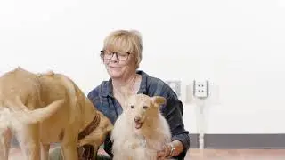 Dog Separation Anxiety - Working with a Dog Trainer to Treat Separation Anxiety