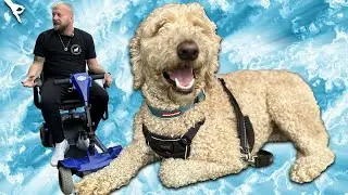 Mobility Scooter Lead Walking A Super High Energy Labradoodle
