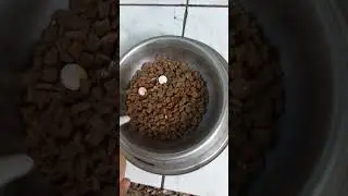 Sangrovit WS en disoluci&oacute;n para perros?