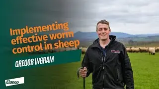 Implementing effective worm control in sheep