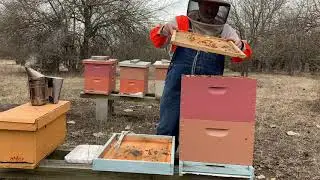 Early spring late winter hive inspections, and beekeeper failure.