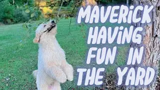 Maverick Is Having Fun In The Yard!