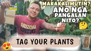 PUTTING PLANT TAGS ON MY COLLECTION USING POPSICLE STICK