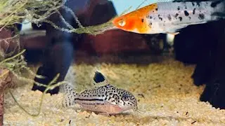 Relaxing Community Aquarium - Corydoras Catfish highlight 