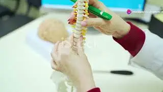 understanding the Lumber nerve L2 ! Anatomy and function