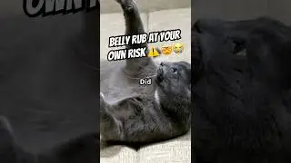Why Cats Show You Their Belly (But Don&rsquo;t Want Belly Rubs) #cat #catlovers