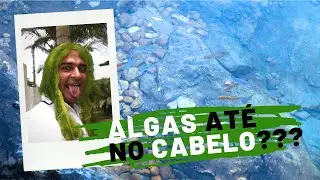 Algas nos lagos e piscinas naturais - se livre delas!